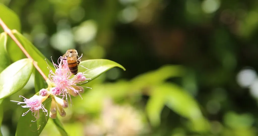 Honeybee Wellness Resort Kandanga 0*,  Australia